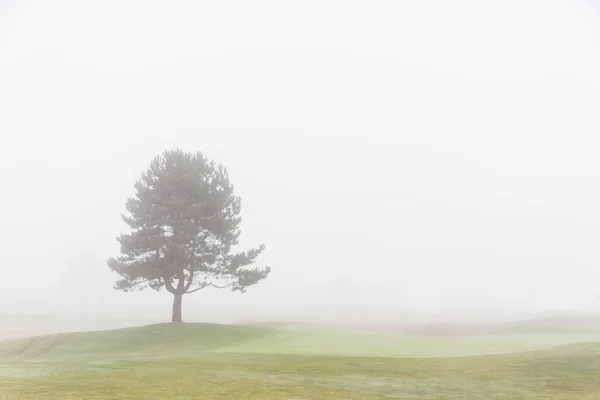 Árbol solitario — Foto de Stock