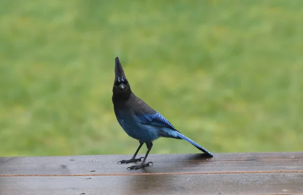 Stellers Jay — Stockfoto