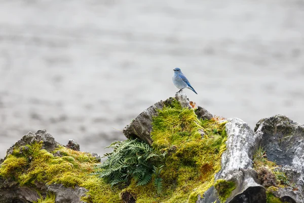 Bluebird macho de montaña —  Fotos de Stock