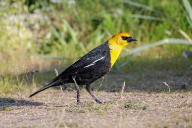 Vancouver BC Kanada 'da sarı başlı karatavuk