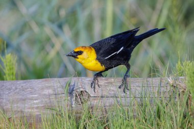 Vancouver BC Kanada 'da sarı başlı karatavuk