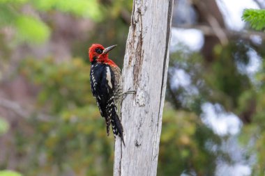 Vancouver BC Kanada 'da kırmızı göğüslü sazan kuşu