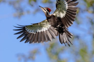 Vancouver BC Kanada 'da ağaçkakan kuşu