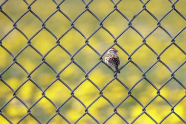 Vancouver BC Kanada 'da kırlangıç kuşu
