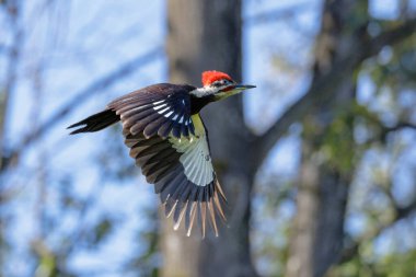 Vancouver BC Kanada 'da ağaçkakan kuşu