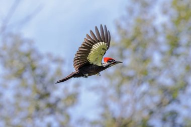 Vancouver BC Kanada 'da ağaçkakan kuşu