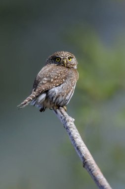 Kuzey pigme baykuş kuşu Vancouver BC Kanada 'da