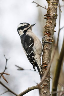 Vancouver BC Kanada Downy ağaçkakan kuşu