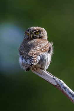 Kuzey pigme baykuş kuşu Vancouver BC Kanada 'da