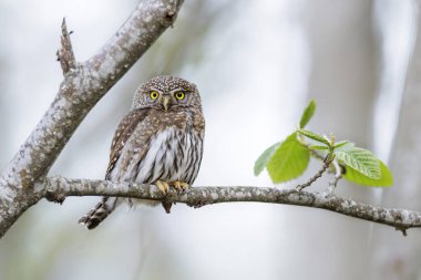 Kuzey pigme baykuş kuşu Vancouver BC Kanada 'da