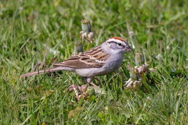 Vancouver BC Kanada 'daki kuş.