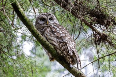 Vancouver BC Kanada 'da yasaklanmış baykuş.