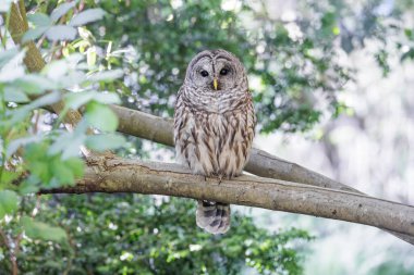 Vancouver BC Kanada 'da yasaklanmış baykuş.