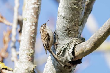kahverengi sarmaşık kuşu BC Vancouver Kanada 'da