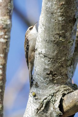 kahverengi sarmaşık kuşu BC Vancouver Kanada 'da