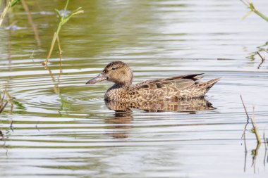 Vancouver BC Kanada 'da tarçınlı ördek kuşu