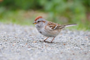 Vancouver BC Kanada 'da Amerikan ağaç kuşu