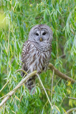 Vancouver BC Kanada 'da yasaklanmış baykuş.
