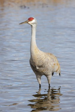 Vancouver BC Kanada Sandhill vinç kuşu