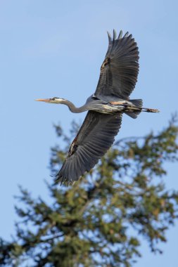 Büyük mavi balıkçıl kuşu BC Vancouver Kanada 'da