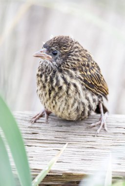Vancouver BC Kanada 'da kırmızı kanatlı karatavuk