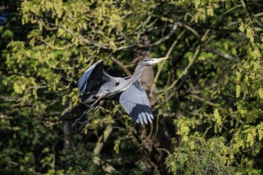 Büyük mavi balıkçıl kuşu BC Vancouver Kanada 'da