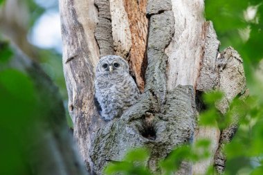 Engelli Baykuş BC Vancouver Kanada 'da