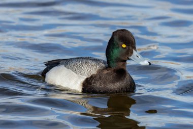  Vancouver BC Kanada 'da küçük Scaup ördek kuşu
