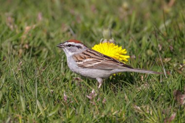 Vancouver BC Kanada 'da kırlangıç kuşu