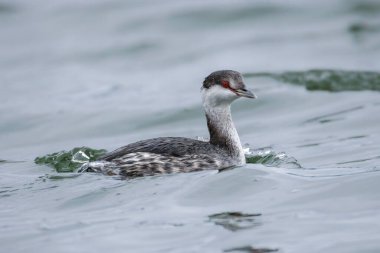 Vancouver BC Kanada 'da boynuzlu kuş