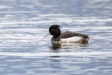 Tuked Duck kuşu BC Vancouver Kanada 'da