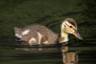 Vancouver BC Kanada 'da ördek yavrusu