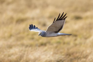 Kuzey harrier kuşu BC Vancouver Kanada 'da