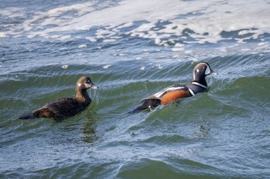 Palyaço ördek kuşu. Vancouver BC Kanada 'da.