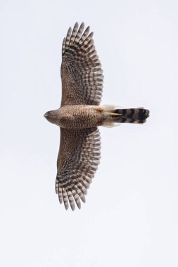 cooper's hawk bird at Vancouver BC Canada