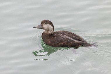 Vancouver BC Kanada 'da dişi siyah scoter kuşu