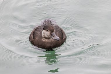 Vancouver BC Kanada 'da dişi siyah scoter kuşu