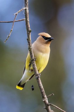 Vancouver BC Kanada 'da sedir kanatlı kuş