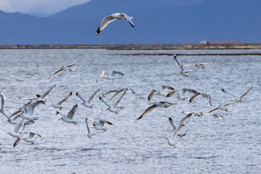Vancouver BC Kanada 'da kısa gagalı martı kuşu