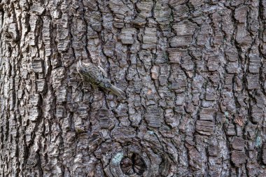 kahverengi sarmaşık kuşu BC Vancouver Kanada 'da