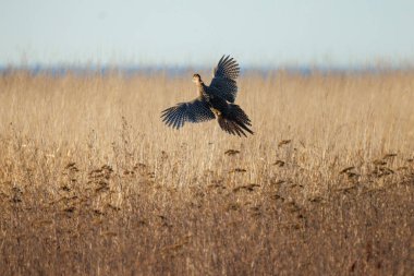 dişi halka boyunlu sülün kuşu MÖ Vancouver Kanada 'da