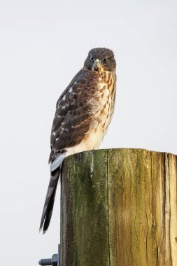 cooper's hawk bird at Vancouver BC Canada