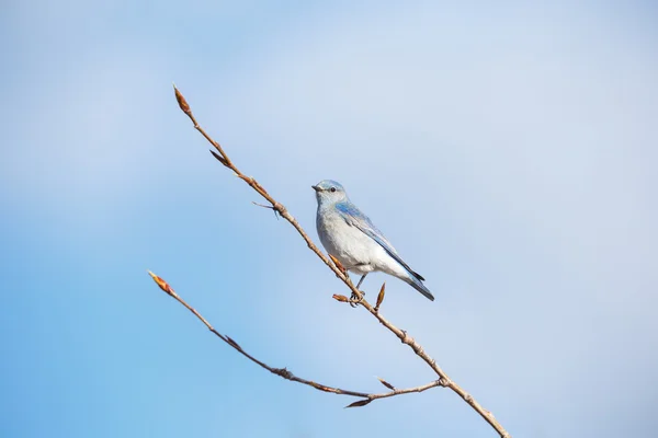 Mężczyzna góra bluebird — Zdjęcie stockowe