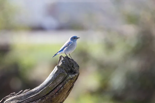 Male Mountain Bluebird — Stock Photo, Image