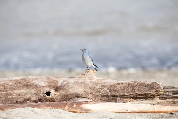 Manliga berg bluebird — Stockfoto