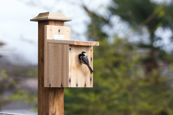 DIY drewna birdhouse — Zdjęcie stockowe
