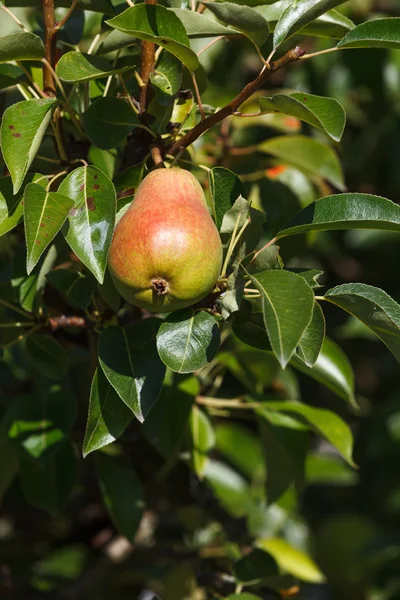 Ett moget päron — Stockfoto