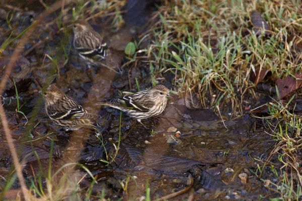 Siskin borovice — Stock fotografie