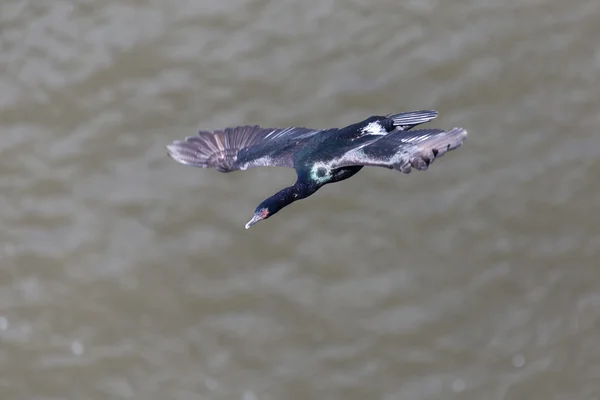 Gatunki pelagiczne Kormoran — Zdjęcie stockowe