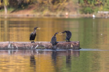 çift tepeli karabatak